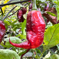 Jay's Pink Black - Seeds - The Pepper Pantry (Formerly Marie Sharp's)