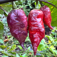 Jay's Pink Black - Seeds - The Pepper Pantry (Formerly Marie Sharp's)