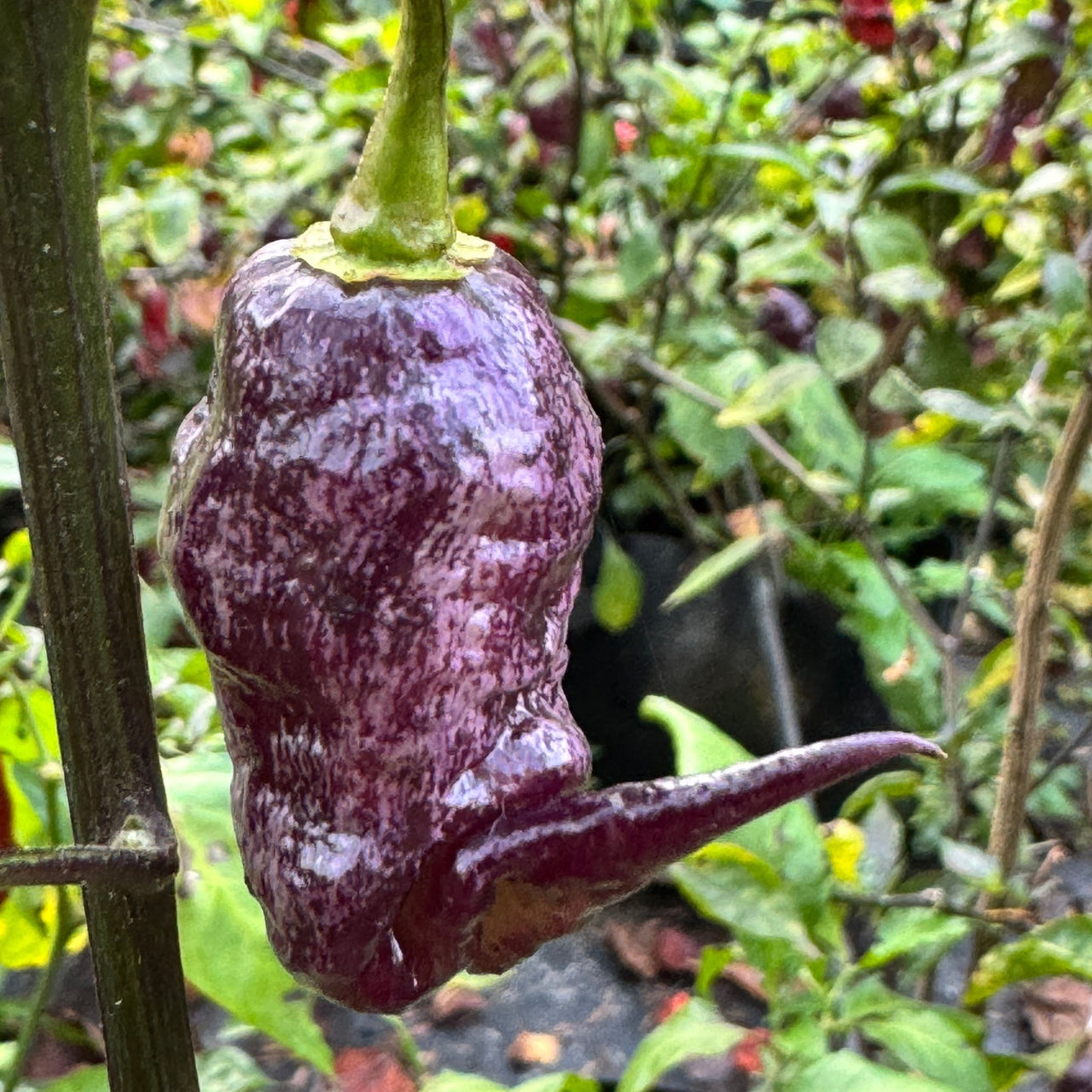 Jay's Pink Black - Seeds - The Pepper Pantry (Formerly Marie Sharp's)