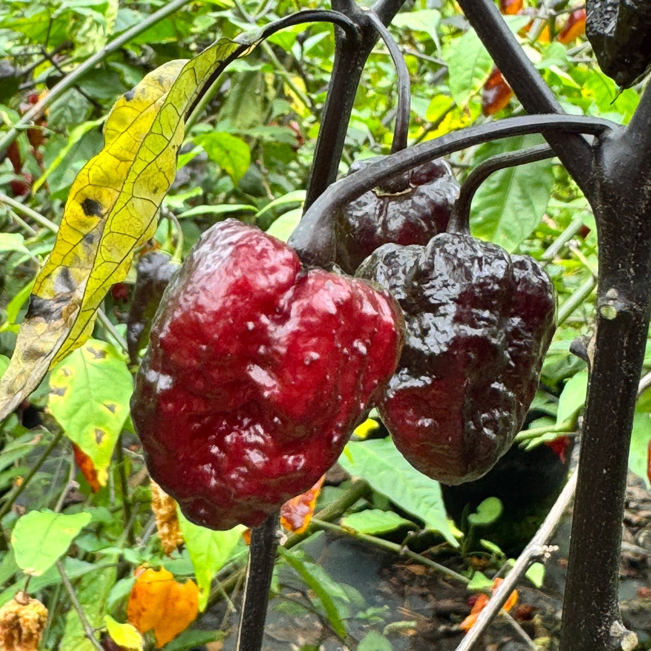 Jay's Pink x Leopard Reaper - Seeds - The Pepper Pantry (Formerly Marie Sharp's)