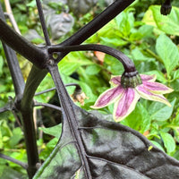 Jay's Pink x Leopard Reaper - Seeds - The Pepper Pantry (Formerly Marie Sharp's)
