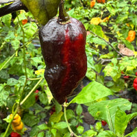 Jay's Pink x Leopard Reaper - Seeds - The Pepper Pantry (Formerly Marie Sharp's)
