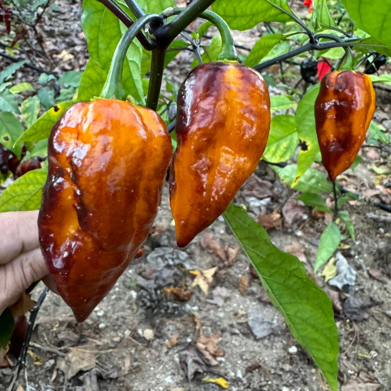 Leopard Reaper Gold - Seeds - The Pepper Pantry (Formerly Marie Sharp's)