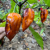 Leopard Reaper Gold - Seeds - The Pepper Pantry (Formerly Marie Sharp's)