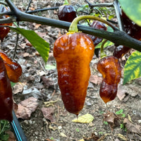 Leopard Reaper Gold - Seeds - The Pepper Pantry (Formerly Marie Sharp's)