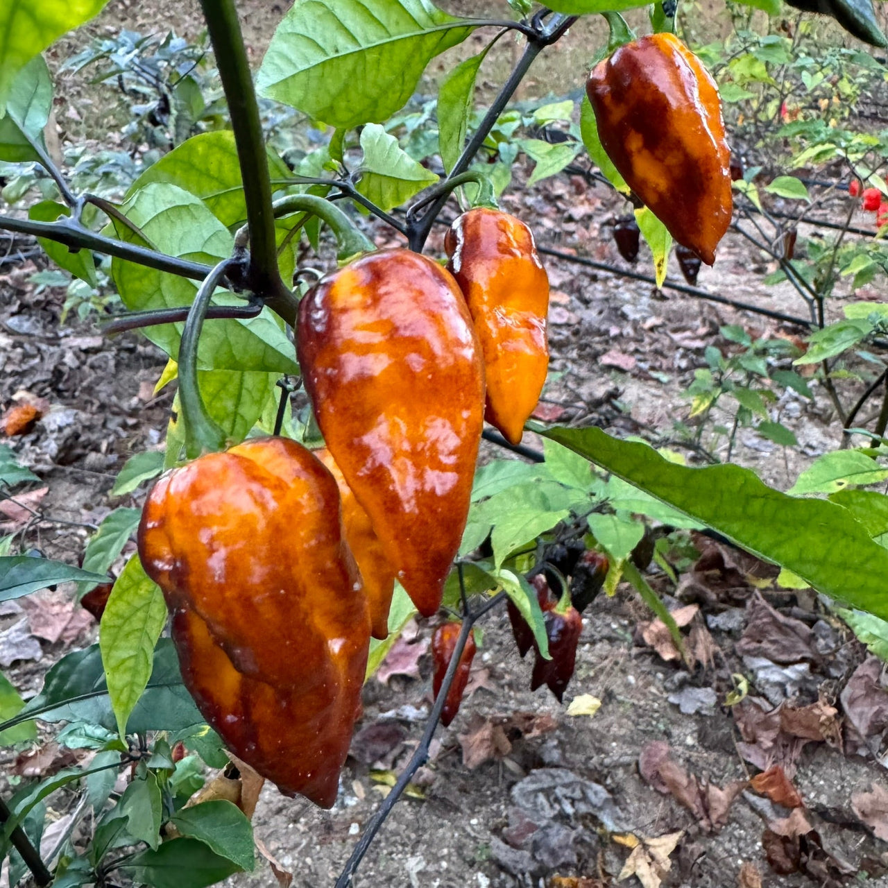 Leopard Reaper Gold - Seeds - The Pepper Pantry (Formerly Marie Sharp's)