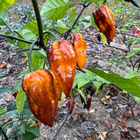 Leopard Reaper Gold - Seeds - The Pepper Pantry (Formerly Marie Sharp's)