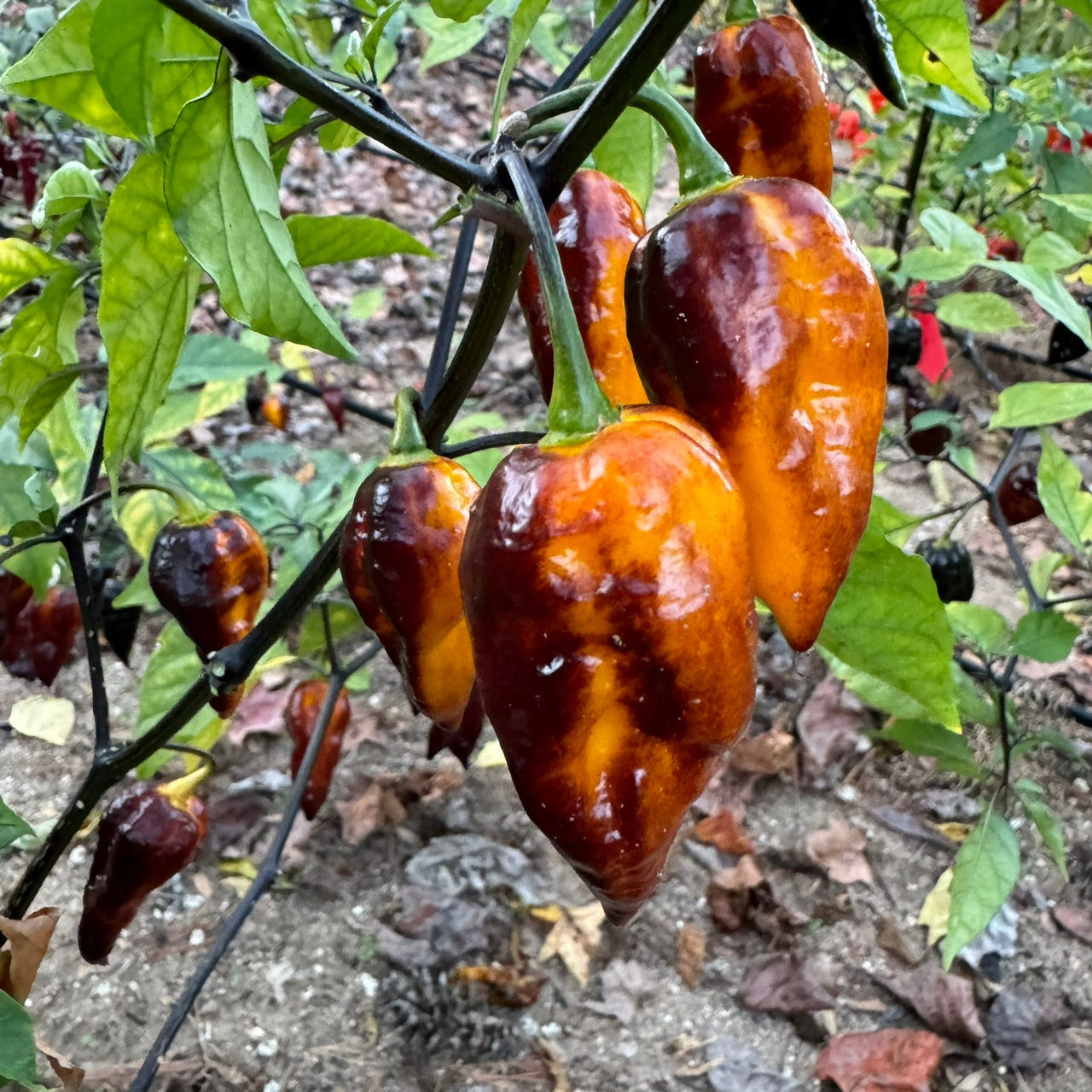 Leopard Reaper Gold - Seeds - The Pepper Pantry (Formerly Marie Sharp's)