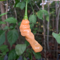 Lightning Habanero Peach - Seeds - The Pepper Pantry (Formerly Marie Sharp's)