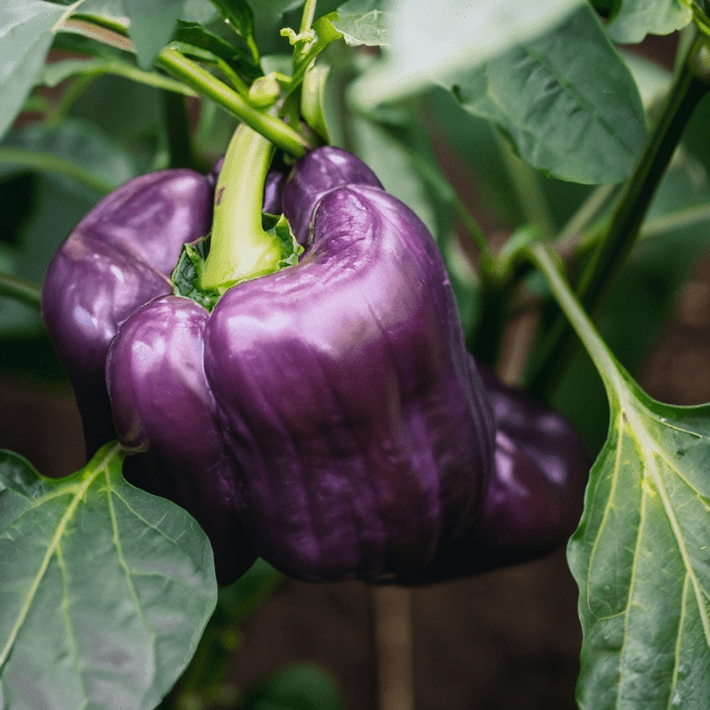 Lilac Bell Pepper Seeds - The Pepper Pantry (Formerly Marie Sharp's)