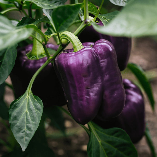 Lilac Bell Pepper Seeds - The Pepper Pantry (Formerly Marie Sharp's)