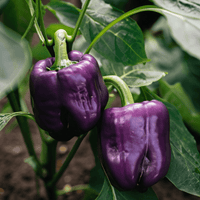 Lilac Bell Pepper Seeds - The Pepper Pantry (Formerly Marie Sharp's)