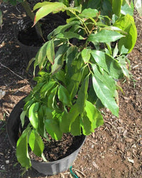 SweetHeart Lychee Tree