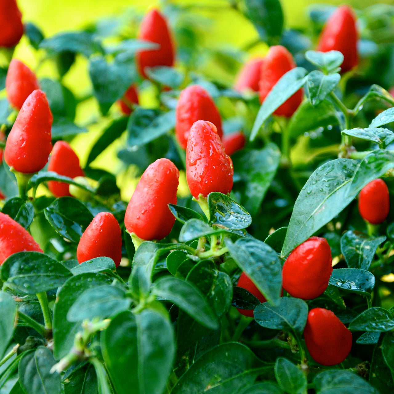 Little Elf Pepper Seeds - The Pepper Pantry (Formerly Marie Sharp's)