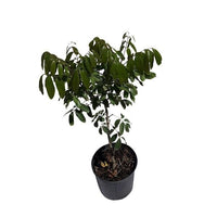 Longan Kohala Tree, Air-Layered