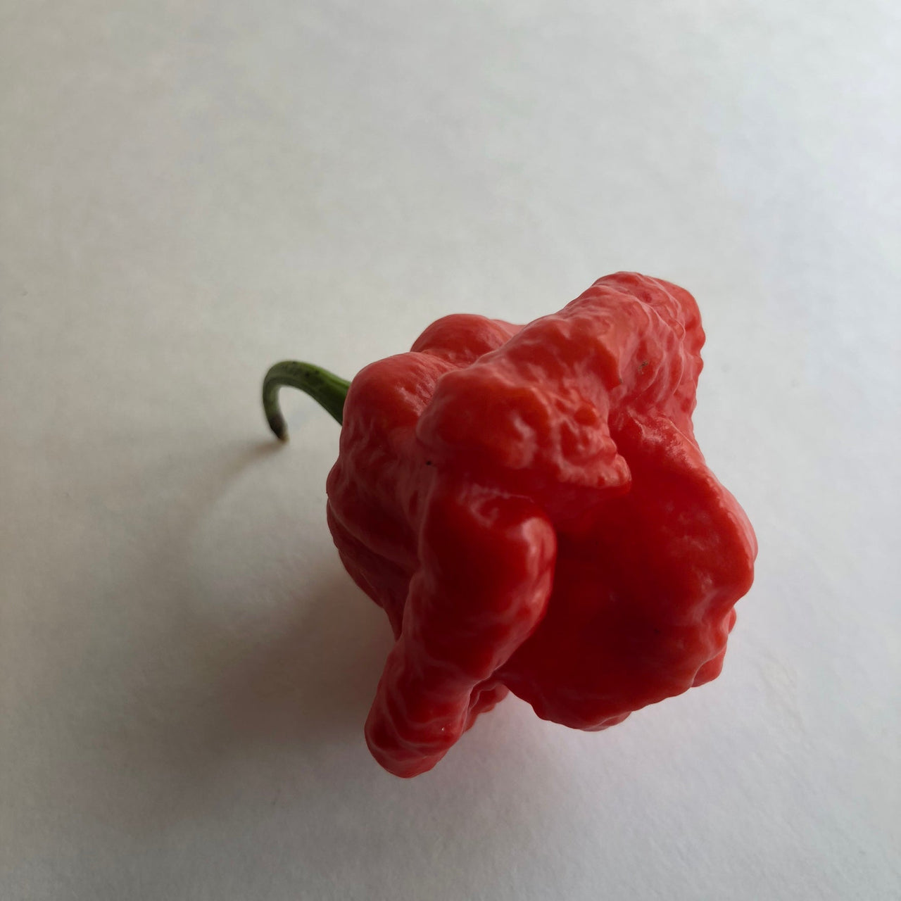 MA Wartryx - Seeds - The Pepper Pantry (Formerly Marie Sharp's)