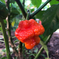 MA Wartryx - Seeds - The Pepper Pantry (Formerly Marie Sharp's)