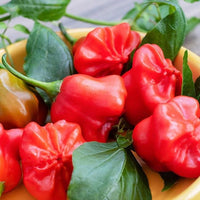 Mad Hatter Pepper Seeds - The Pepper Pantry (Formerly Marie Sharp's)