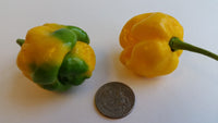Moruga Scorpion Yellow - Seeds - The Pepper Pantry (Formerly Marie Sharp's)