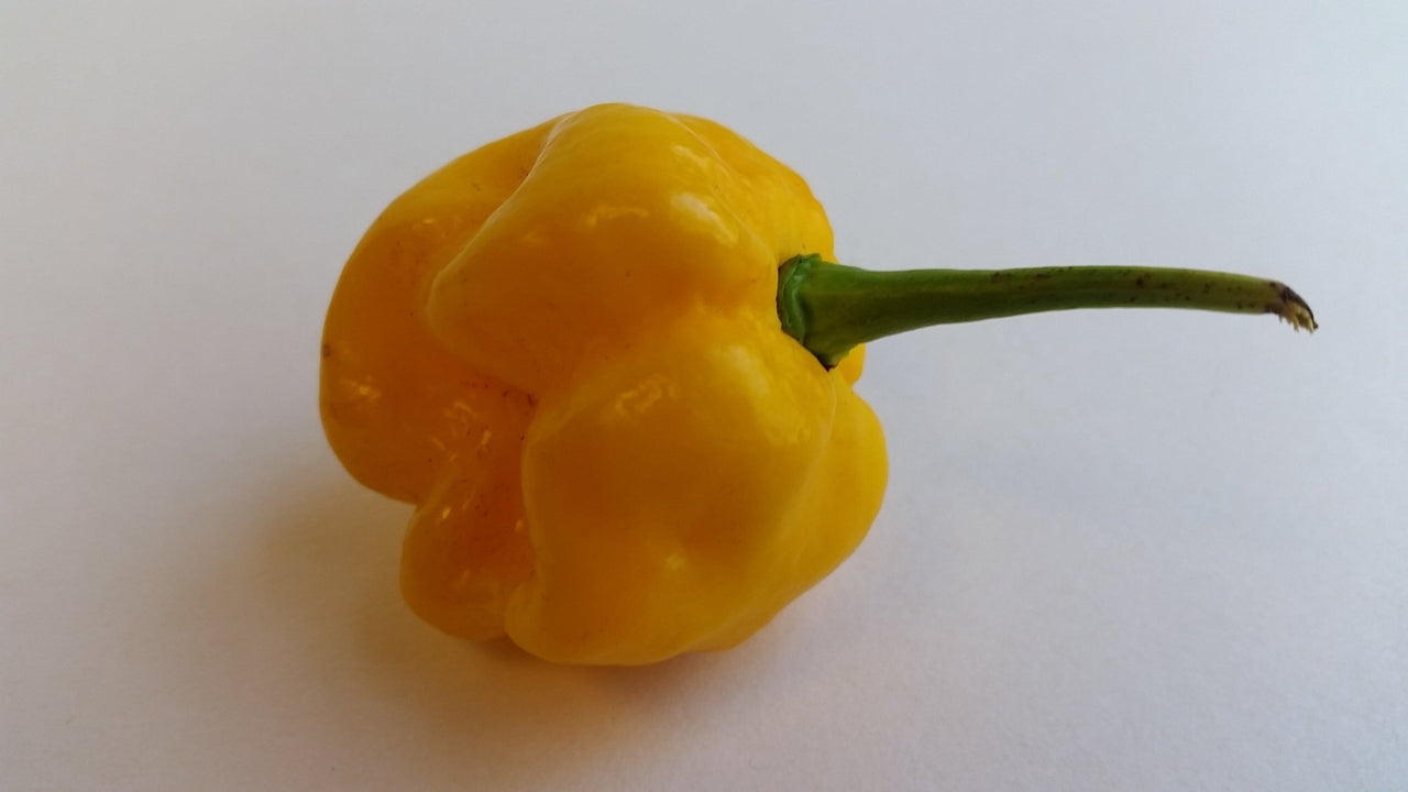 Moruga Scorpion Yellow - Seeds - The Pepper Pantry (Formerly Marie Sharp's)