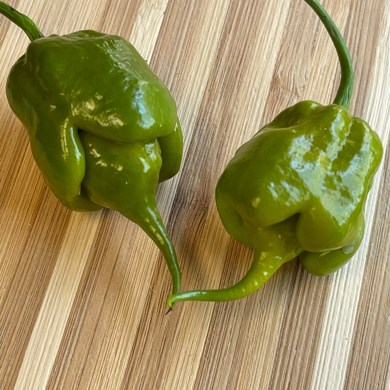 Mustard Carolina Reaper - Seeds - The Pepper Pantry (Formerly Marie Sharp's)
