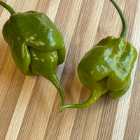 Mustard Carolina Reaper - Seeds - The Pepper Pantry (Formerly Marie Sharp's)