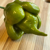 Mustard Carolina Reaper - Seeds - The Pepper Pantry (Formerly Marie Sharp's)