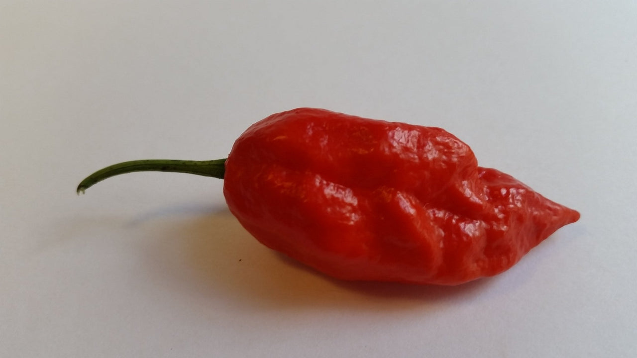 Naga Morich - Seeds - The Pepper Pantry (Formerly Marie Sharp's)