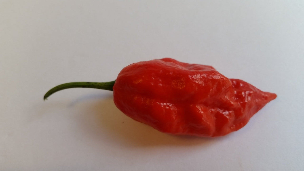 Naga Morich - Seeds - The Pepper Pantry (Formerly Marie Sharp's)