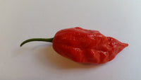 Naga Morich - Seeds - The Pepper Pantry (Formerly Marie Sharp's)