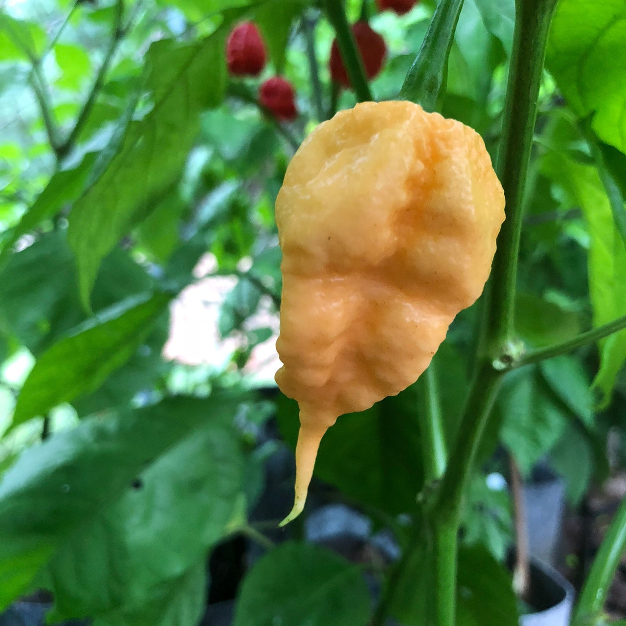 Peach Reaper (California Reaper) - Seeds - The Pepper Pantry (Formerly Marie Sharp's)