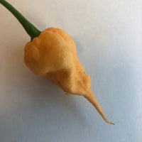 Peach Reaper (California Reaper) - Seeds - The Pepper Pantry (Formerly Marie Sharp's)