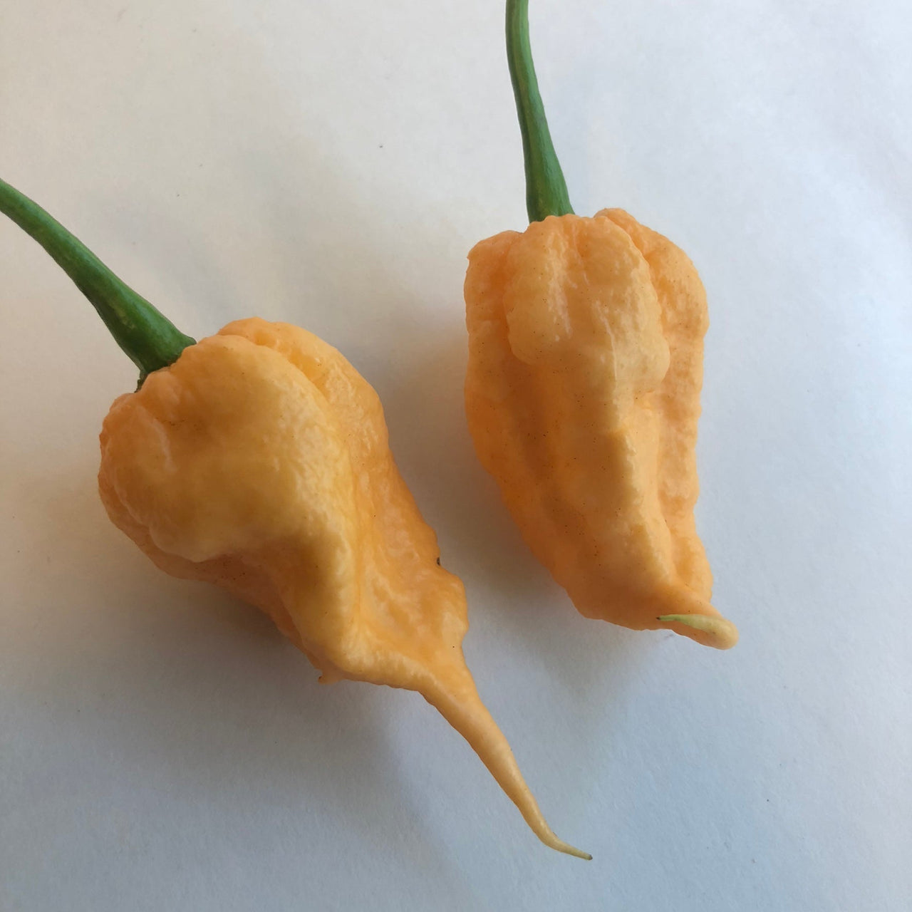 Peach Reaper (California Reaper) - Seeds - The Pepper Pantry (Formerly Marie Sharp's)