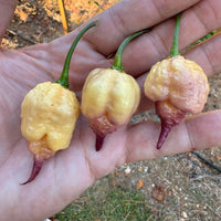 Peach Reaper DS - Seeds - The Pepper Pantry (Formerly Marie Sharp's)