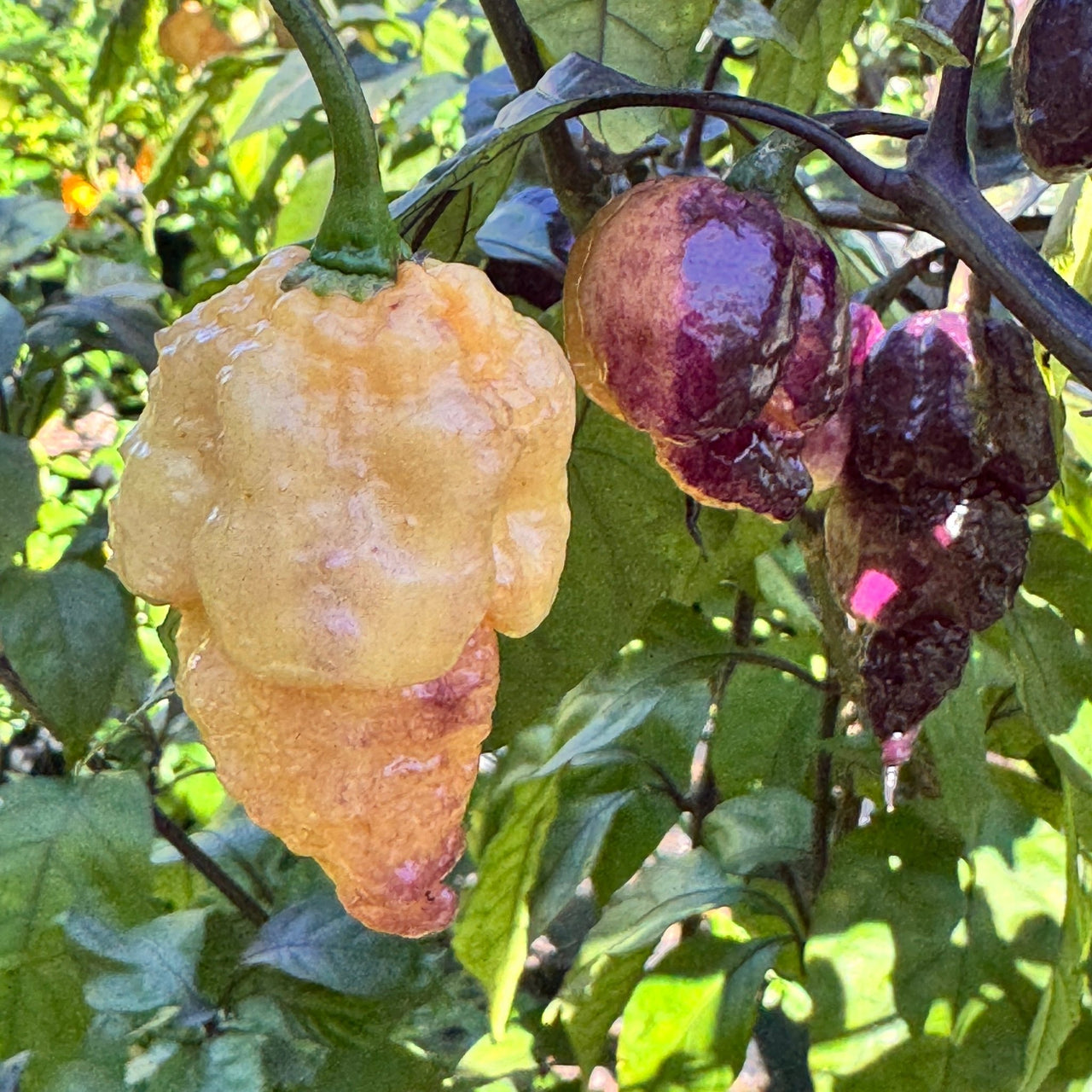 Peach Reaper DS - Seeds - The Pepper Pantry (Formerly Marie Sharp's)