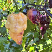 Peach Reaper DS - Seeds - The Pepper Pantry (Formerly Marie Sharp's)