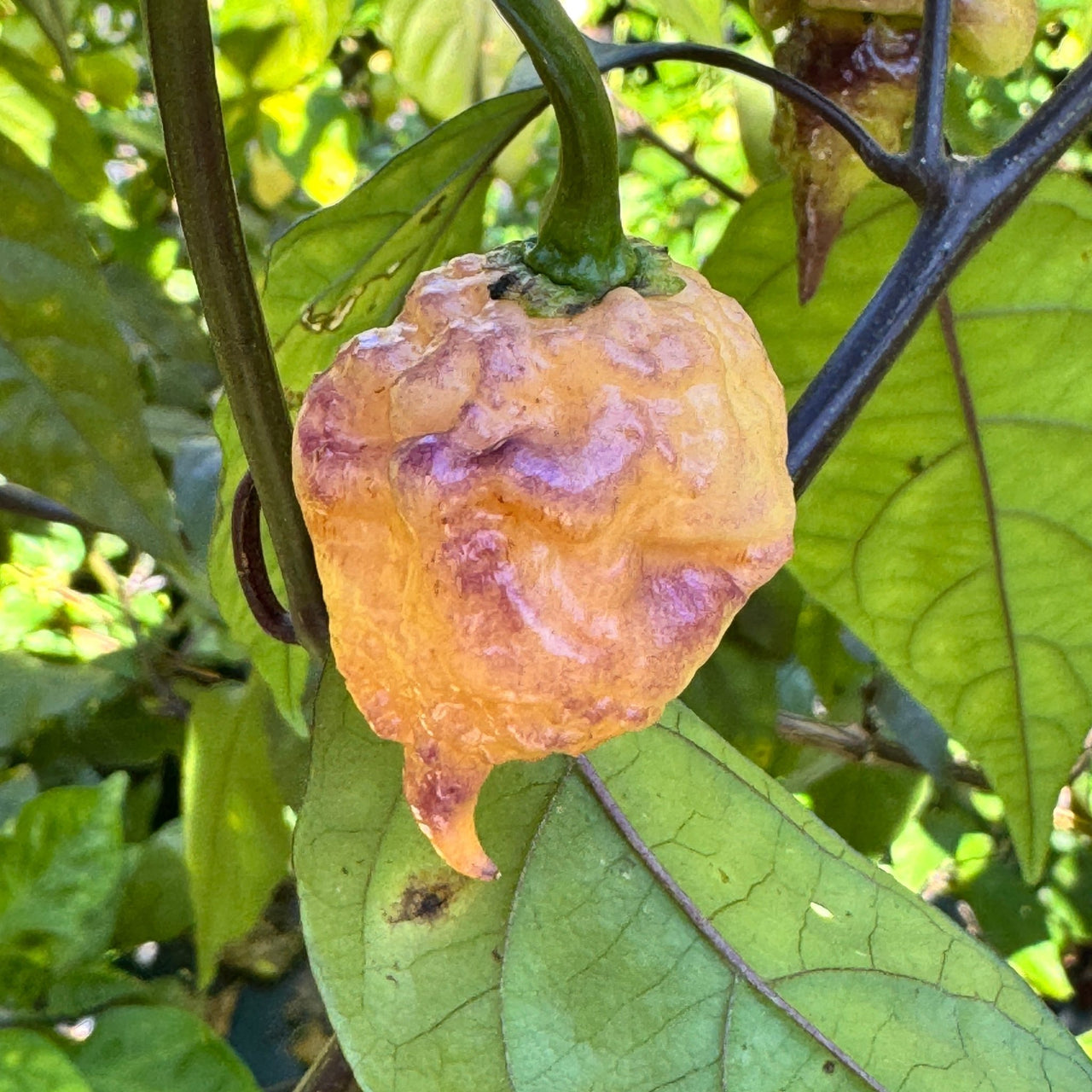 Peach Reaper DS - Seeds - The Pepper Pantry (Formerly Marie Sharp's)