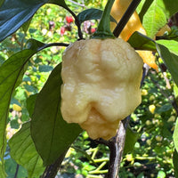 Peach Reaper DS - Seeds - The Pepper Pantry (Formerly Marie Sharp's)