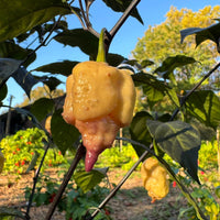 Peach Reaper DS - Seeds - The Pepper Pantry (Formerly Marie Sharp's)