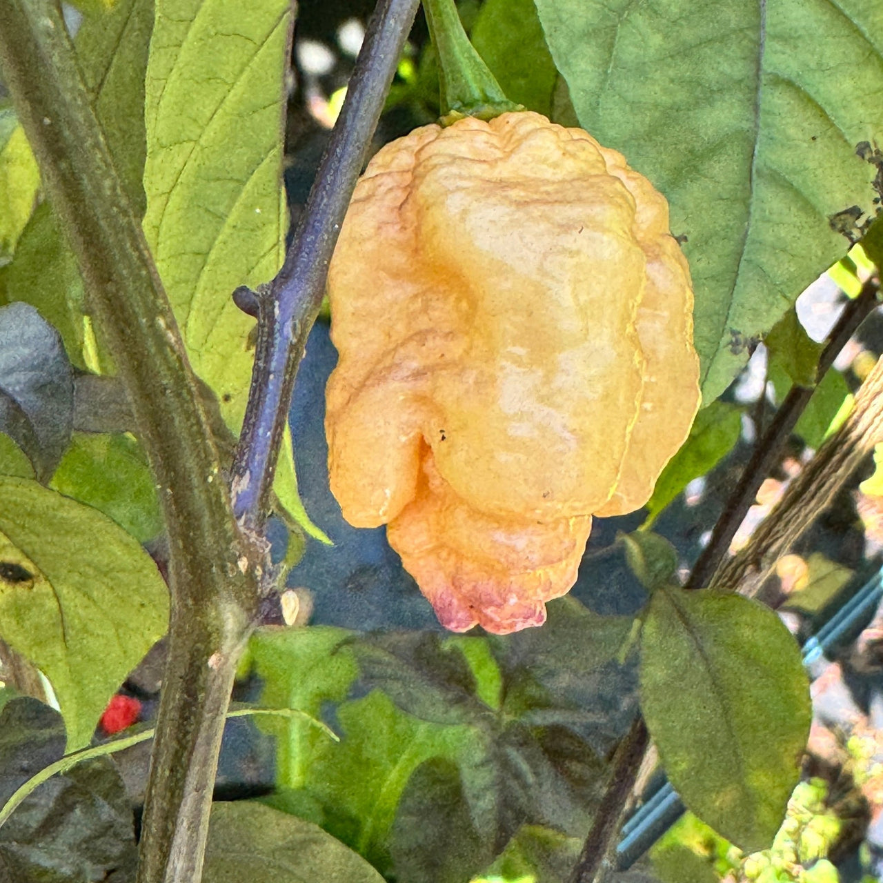 Peach Reaper DS - Seeds - The Pepper Pantry (Formerly Marie Sharp's)