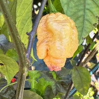 Peach Reaper DS - Seeds - The Pepper Pantry (Formerly Marie Sharp's)