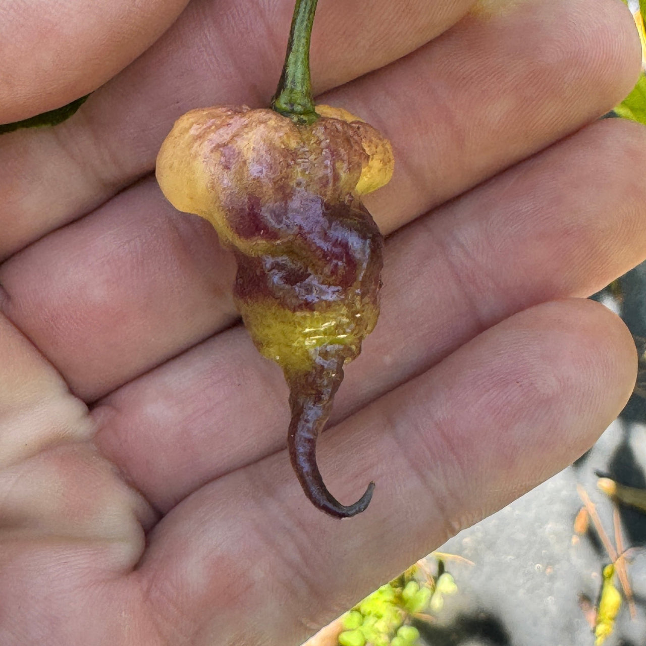 Peach Reaper DS - Seeds - The Pepper Pantry (Formerly Marie Sharp's)