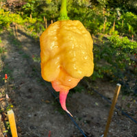 Peach Reaper DS - Seeds - The Pepper Pantry (Formerly Marie Sharp's)