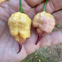 Peach Reaper DS - Seeds - The Pepper Pantry (Formerly Marie Sharp's)