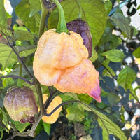 Peach Reaper DS - Seeds - The Pepper Pantry (Formerly Marie Sharp's)
