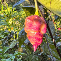 Peach Reaper DS - Seeds - The Pepper Pantry (Formerly Marie Sharp's)
