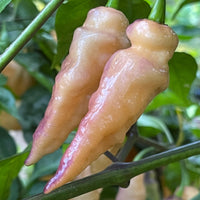 Peaches N Cream Pimenta - Seeds - The Pepper Pantry (Formerly Marie Sharp's)