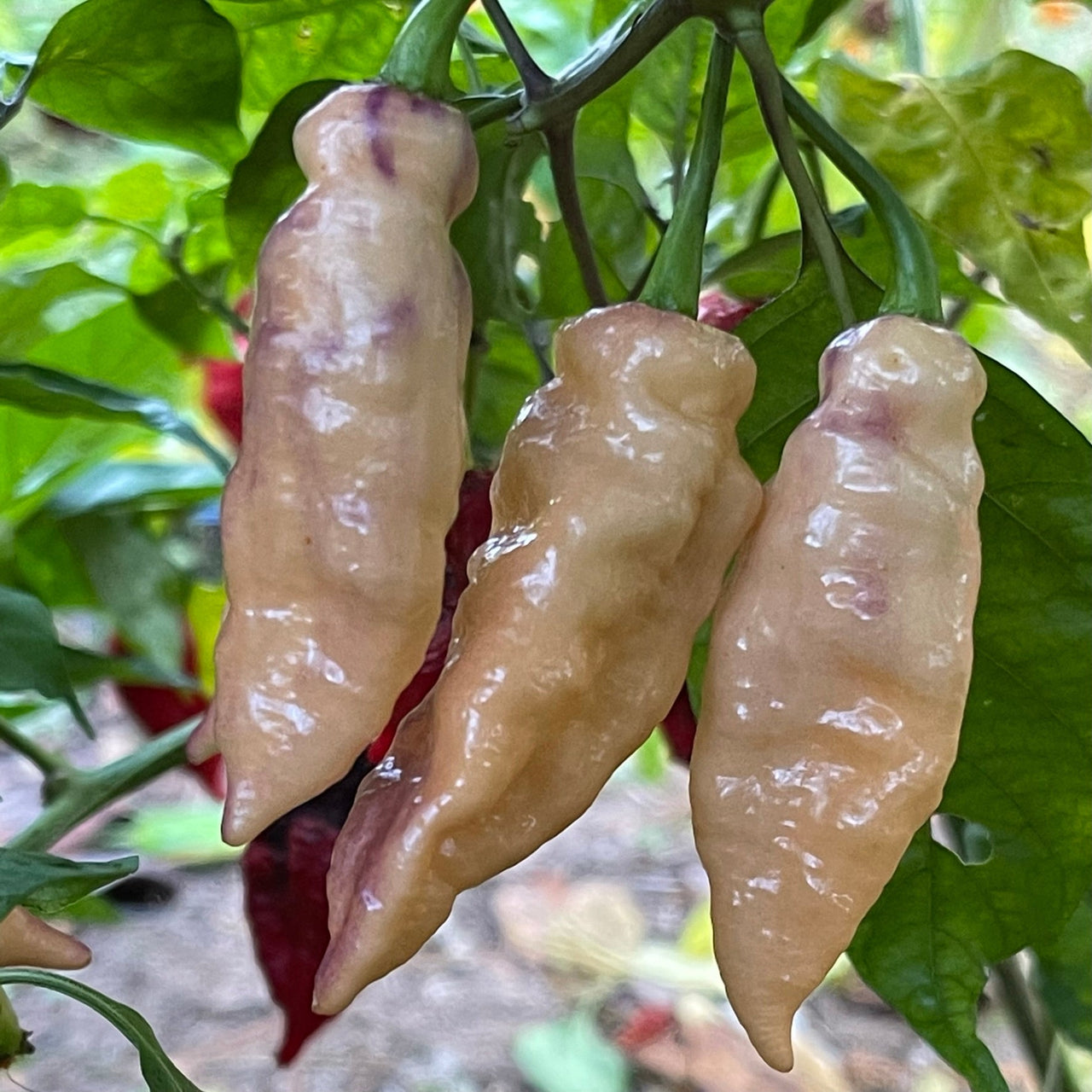 Peaches N Cream Pimenta - Seeds - The Pepper Pantry (Formerly Marie Sharp's)