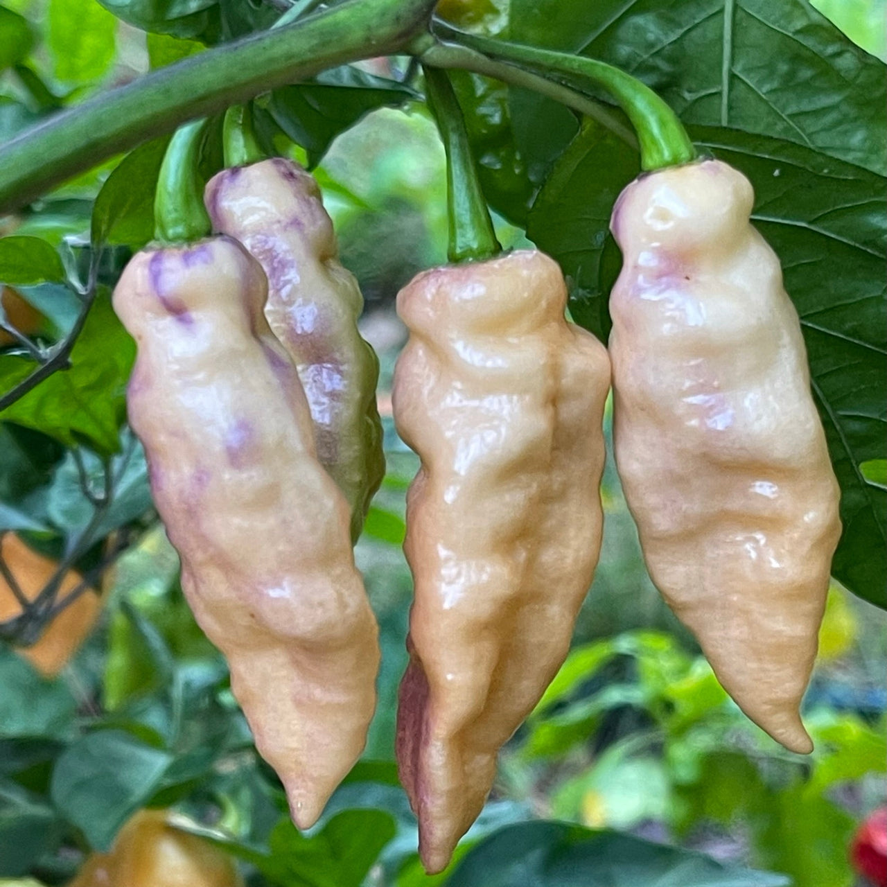 Peaches N Cream Pimenta - Seeds - The Pepper Pantry (Formerly Marie Sharp's)