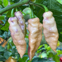 Peaches N Cream Pimenta - Seeds - The Pepper Pantry (Formerly Marie Sharp's)
